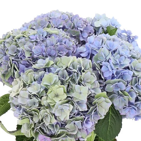 Hydrangea Adora Classic Lavender