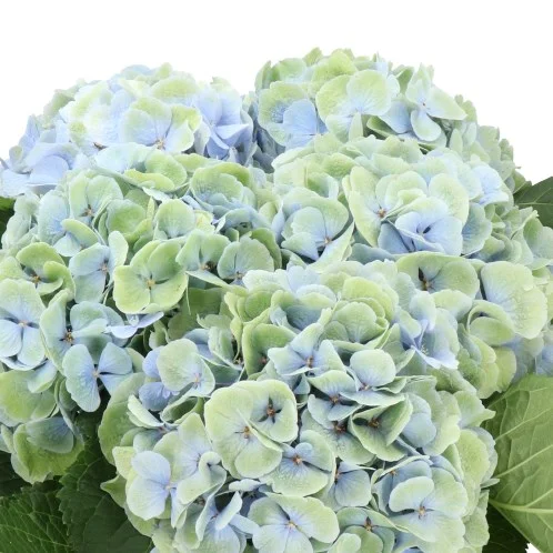 Hydrangea Aphrodite Classic