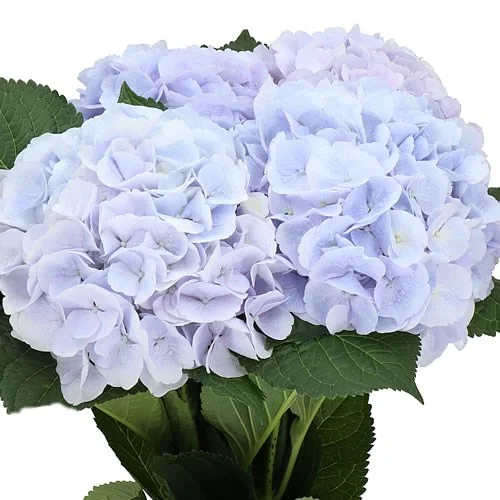Hydrangea Aphrodite Light Blue