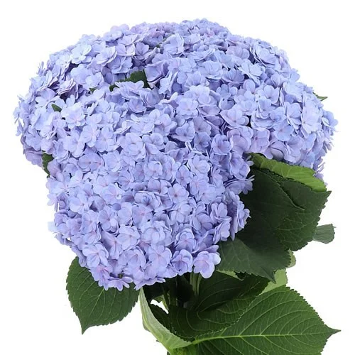 Hydrangea Beautensia Luxor Lavender