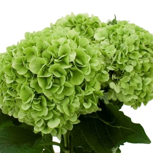Hydrangea Cannon Ball Classic