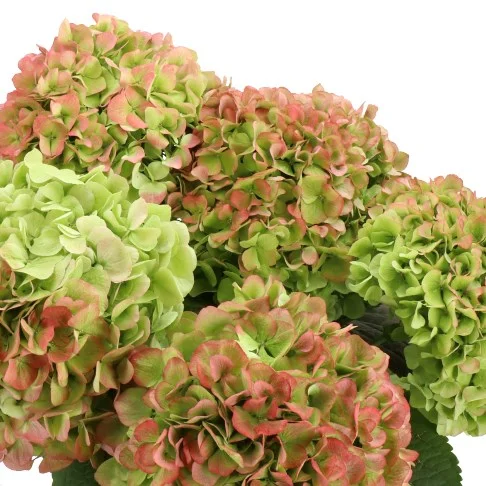 Hydrangea Cannon Ball Green/Red Classic