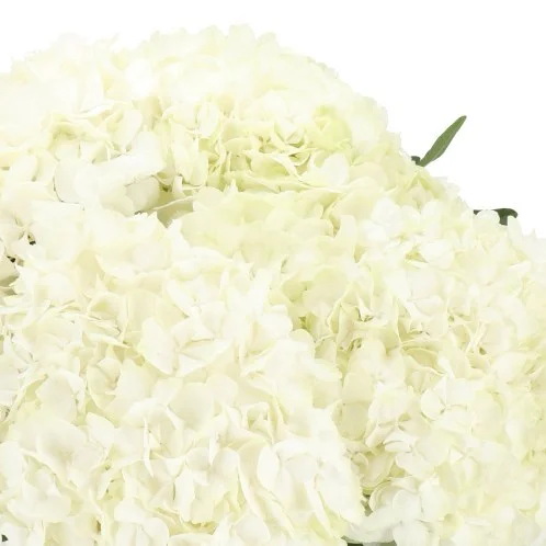 Hydrangea Cannonball