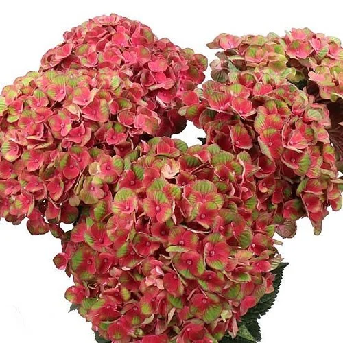 Hydrangea Charlotte Red