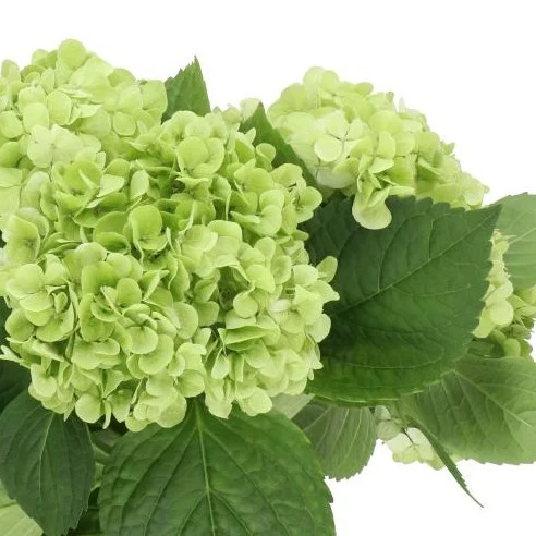 Hydrangea Classic Ivoor