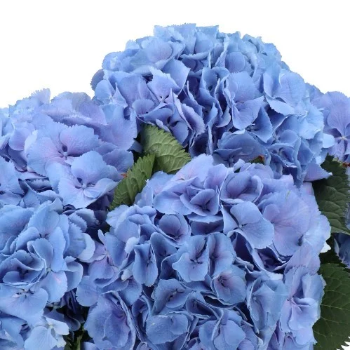 Hydrangea Elbtal Blue
