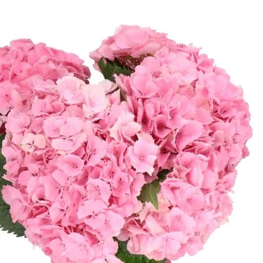Hydrangea Elbtal Pink