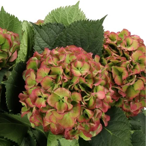 Hydrangea Elbtal Red Classic