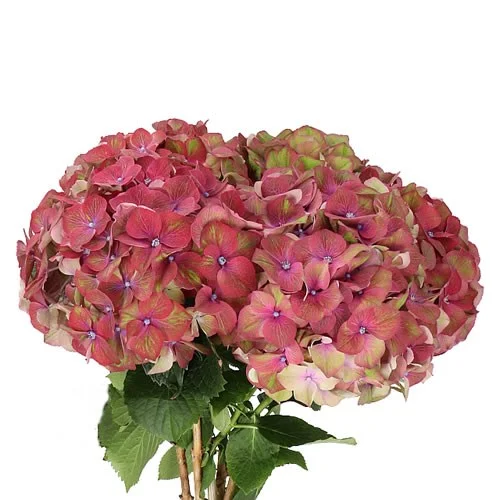 Hydrangea Esperance