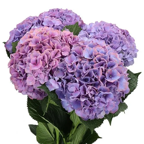 Hydrangea Glowing Alps Purple