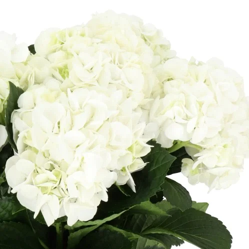Hydrangea Ivoor