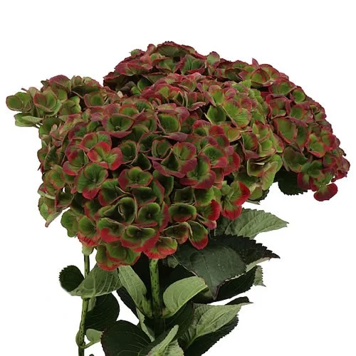 Hydrangea Magical Charlotte Classic