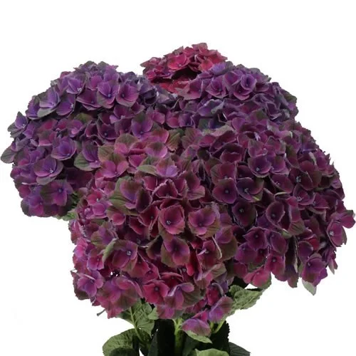 Hydrangea Magical Mistral Purple
