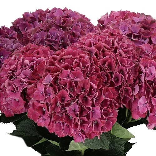 Hydrangea Magical Pink Ruby