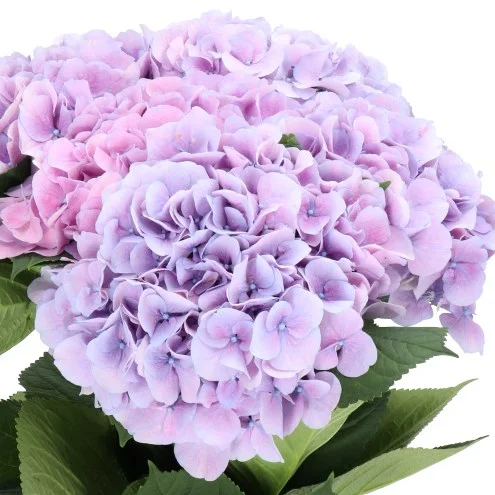 Hydrangea Marsepein Lavender
