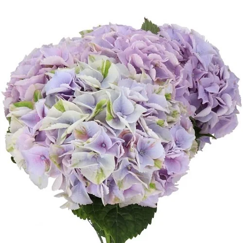 Hydrangea My Beautiful Minerva