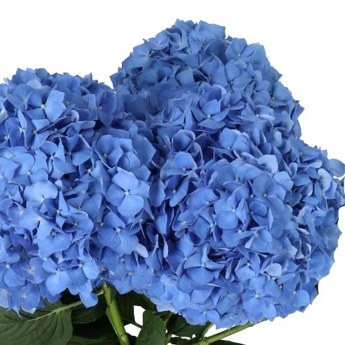 Hydrangea Pimpernel