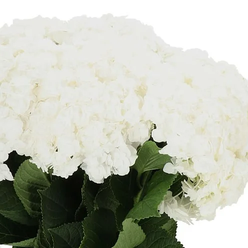 Hydrangea Royal Highness