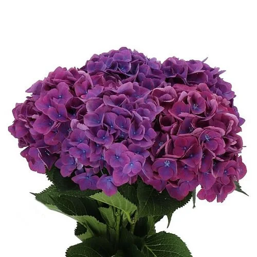 Hydrangea Royal Opera
