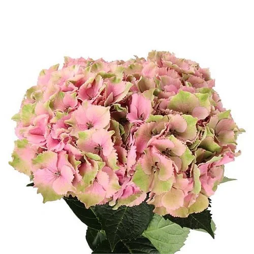 Hydrangea Royal Palace Classic Pink