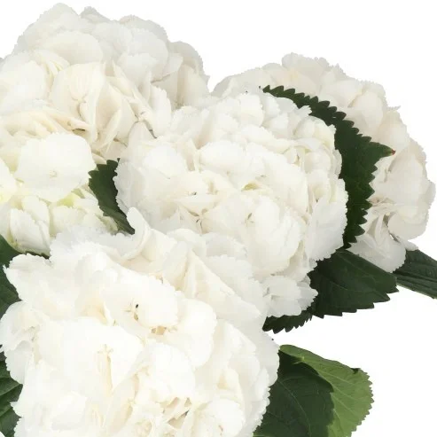 Hydrangea Schneeball
