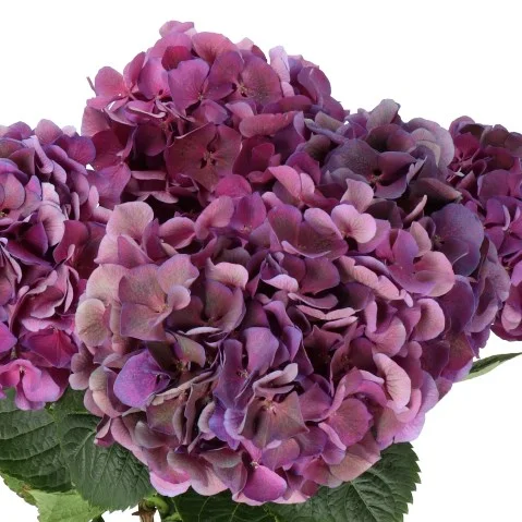 Hydrangea St Tropez Classic