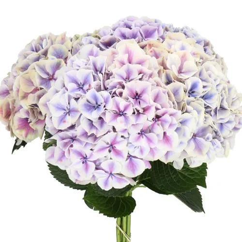 Hydrangea Sunsation Purple