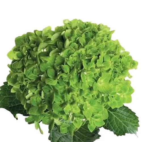 Hydrangea verde com inflorescência volumosa e compacta