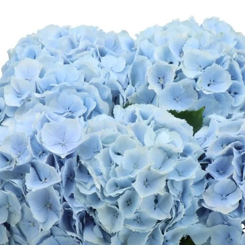 Hydrangea Verena Blue