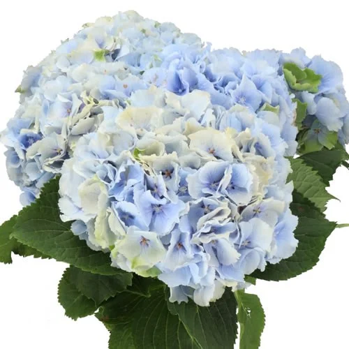 Hydrangea Verena Classic Blue