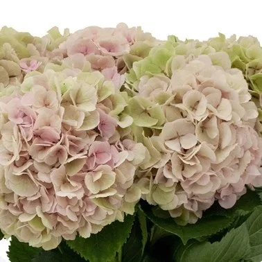 Hydrangea Verena Classic Purple