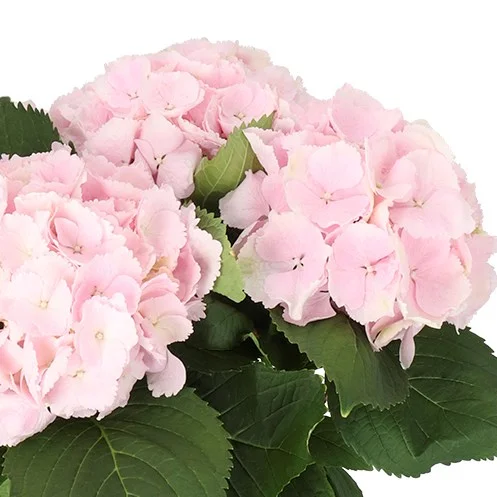 Hydrangea Verena Light Pink