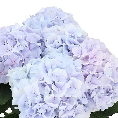 Hydrangea Verena Lilac