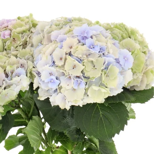 Hydrangea Verena Pastel Classic