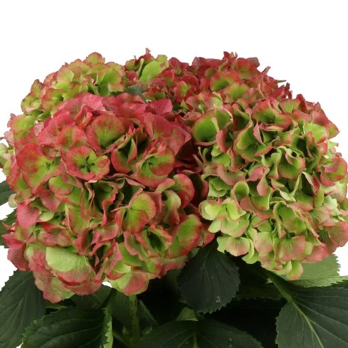 Hydrangea Verena Red Classic