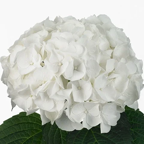 Hydrangea White Virgin
