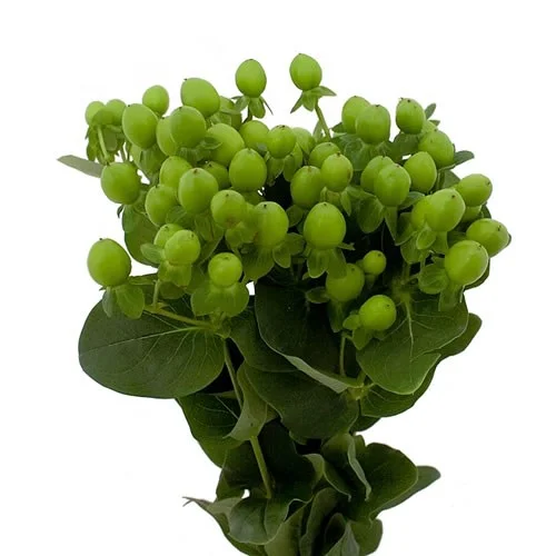 Hypericum Coco Bamboo