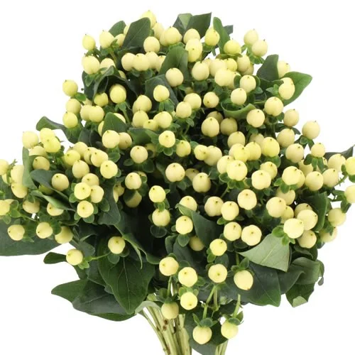 Hypericum Coco Bellimo