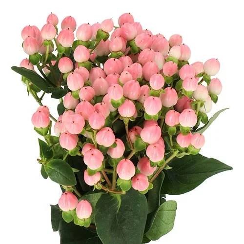 Hypericum Coco Casino com bagas rosadas agrupadas e folhagem verde