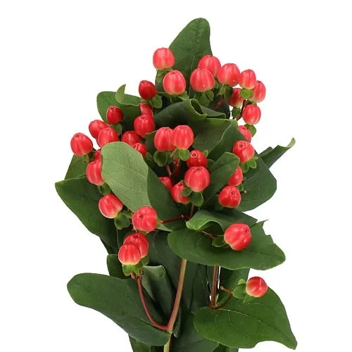 Hypericum Coco Tango