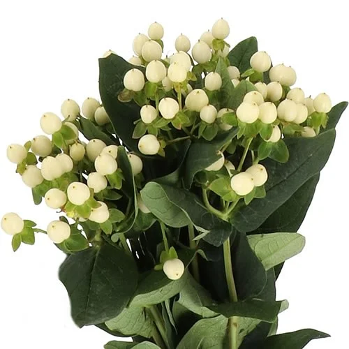 Hypericum Coco Uno