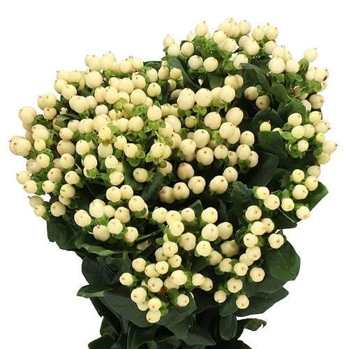 Hypericum Cool Romance