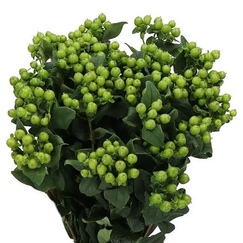 Hypericum Lucky Romance