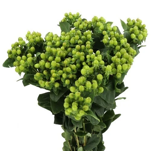 Hypericum Magical Green Power