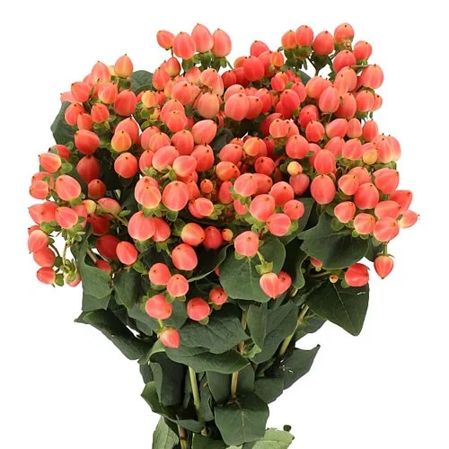 Hypericum Magical Royal Princess