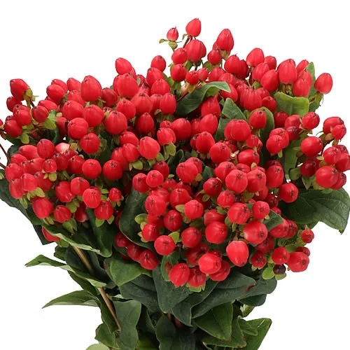 Hypericum Magical Triumph