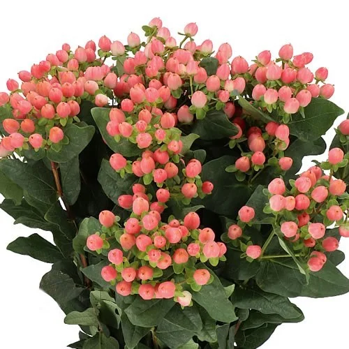 Hypericum Sweet Romance