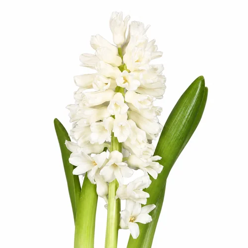 Jacinto Aiolos com flores brancas densamente agrupadas ao longo da haste