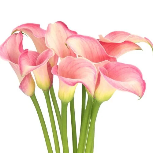 jarro-blushing-lady-biblioteca-flores-floralia