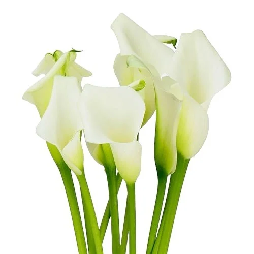 Jarro Crystal White